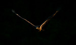 Juvenile Bald Eagle In Flight